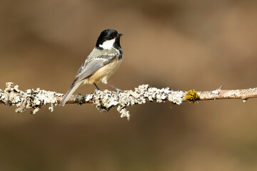 Coal tit in an Atlantic beech and oak forest with the lights of a cold winter evening