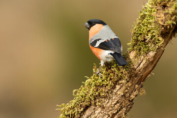 Male Eurasian bullfinch in a Eurosiberian beech and oak forest in the last light of a winter day
