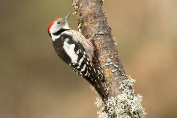 Middle spotted woodpecker in a Eurasian beech and oak forest in the light of a cold winter evening