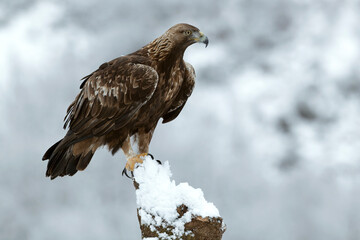 Golden Eagle in its high mountain territory on a very cold winter day with a heavy snowfall at first light in the morning