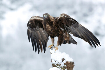 Golden eagle male in a high mountain area with lots of snow with the first light of a very cold January morning