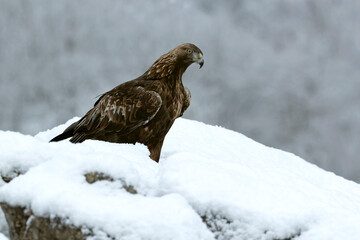 Golden eagle male in a high mountain area with lots of snow with the first light of a very cold January morning
