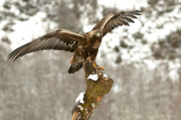 Golden eagle male in a high mountain area with lots of snow with the first light of a very cold January morning
