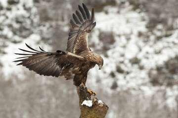 Adult male Golden Eagle in a high mountain area on a snowy and cold winter day with the morning lights