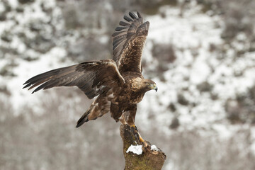 Adult male Golden Eagle in a high mountain area on a snowy and cold winter day with the morning lights