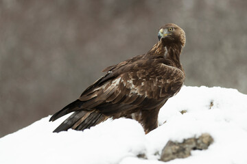 Golden Eagle in its high mountain territory on a very cold winter day with a heavy snowfall at first light in the morning