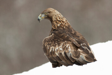 Adult male Golden Eagle in a high mountain area on a snowy and cold winter day with the morning lights