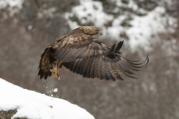 Adult male Golden Eagle in a high mountain area on a snowy and cold winter day with the morning lights