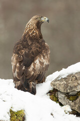 Golden eagle male in a high mountain area with lots of snow with the first light of a very cold January morning