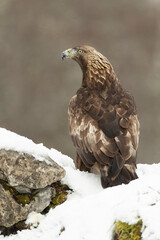 Adult male Golden Eagle in a high mountain area on a snowy and cold winter day with the morning lights