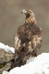 Golden eagle male in a high mountain area with lots of snow with the first light of a very cold January morning