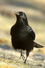 Carrion crow in a snowy mountainous area at first light on a very cold January morning