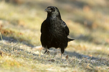 Carrion crow in a snowy mountainous area at first light on a very cold January morning