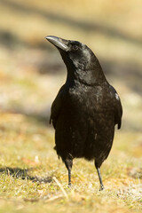 Carrion crow in a snowy mountainous area at first light on a very cold January morning