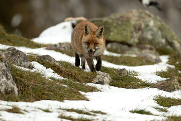Obraz premium Red fox roaming its territory in a high mountain area with lots of snow on a cold January day