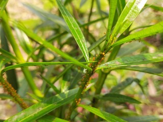 Aphids insects on plant. This  are small sap sucking insects and members of the superfamily Aphidoidea. Its other names include greenfly and blackfly. Small insects.
