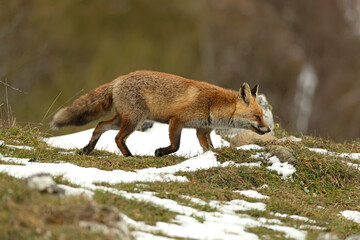 Red fox roaming its territory in a high mountain area with lots of snow on a cold January day