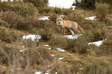 Red fox in a high mountain area on a very snowy day with the last light of a cold winter day