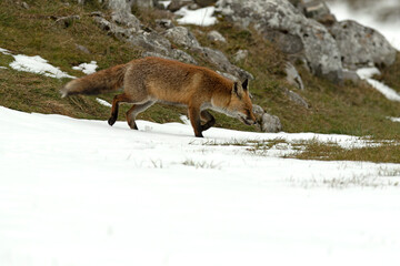 Red fox in a high mountain area on a very snowy day with the last light of a cold winter day