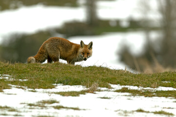 Red fox in a high mountain area on a very snowy day with the last light of a cold winter day