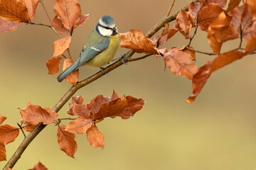 Blue tit in a beech and oak forest with the last light of a winter day