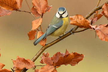 Blue tit in a beech and oak forest with the last light of a winter day