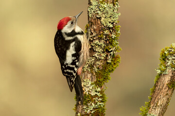 Middle spotted woodpecker searching for food in an oak tree in a Eurosiberian forest in winter at first light