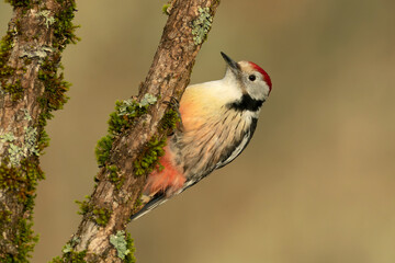Middle spotted woodpecker searching for food in an oak tree in a Eurosiberian forest in winter at first light