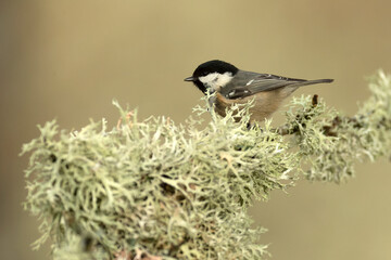 Coal tit in the last light of the evening in a Eurosiberian forest of beech, oak and fir trees