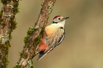 Middle spotted woodpecker searching for food in an oak tree in a Eurosiberian forest in winter at first light