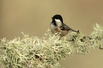 Coal tit in the last light of the evening in a Eurosiberian forest of beech, oak and fir trees
