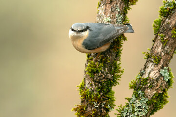 Eurasian nuthatch in an Atlantic oak and beech forest in the cold light of a January day