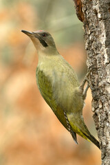 Female Green Woodpecker in a beech and oak forest in the last light of a winter day