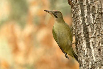 Female Green Woodpecker in a Eurosiberian forest in winter at first light