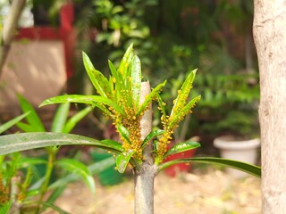 Aphids insects on plant. This  are small sap sucking insects and members of the superfamily Aphidoidea. Its other names include greenfly and blackfly. Small insects.
