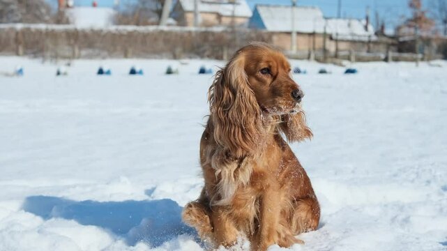 A red English cocker spaniel sits in the snow. Cute dog face in the snow
