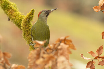 Female Green Woodpecker in a Eurosiberian forest in winter at first light