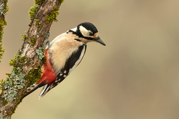 Great spotted woodpecker in an Atlantic beech and oak forest on a cold January day in the last light of the evening