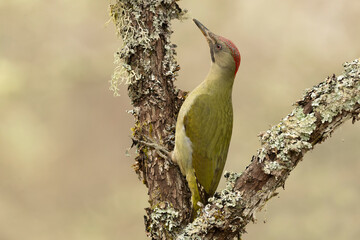 Female Green Woodpecker in a Eurosiberian forest in winter at first light