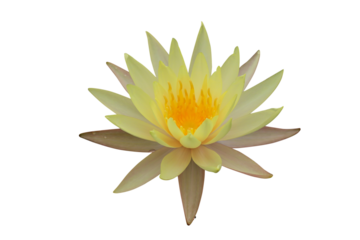 Yellow Lotus flower isolated on transparent background png file