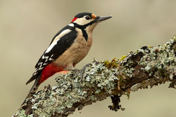 Male Great spotted woodpecker searching for food in an oak tree in a Eurosiberian forest in winter at first light
