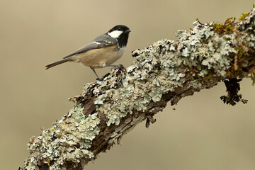 Coal tit in the last light of the evening in a Eurosiberian forest of beech, oak and fir trees
