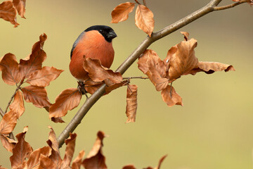 Male Eurasian bullfinch in a Eurosiberian beech and oak forest in the last light of a winter day