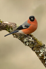 Male Eurasian bullfinch in a Eurosiberian beech and oak forest in the last light of a winter day