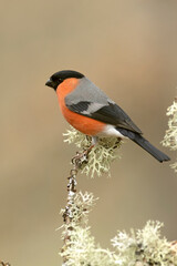 Male Eurasian bullfinch in an Atlantic beech and oak forest on a cold January day in the last light...
