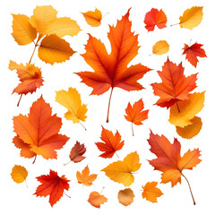 Obraz premium Vibrant Autumn Leaves Falling Against a Transparent Background