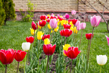 Tulip, red, yellow, purple, spring, beauty, white, summer, park, festival, holland