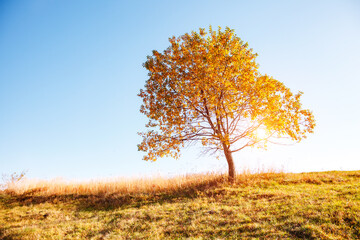 Fototapeta premium A lonely autumn tree in a meadow, sunlight breaks through its branches.