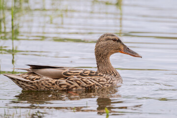 Wild duck female or mallard - Kaczka krzyżówka samica - Anas platyrhynchos - Duck swimming on the lake