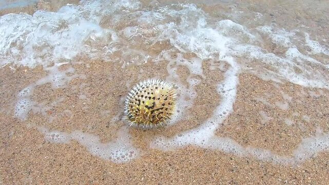 Dead porcupine fish or puffer fish floating on beach shore, moving in sea waves, clear water, calm day on the coastal beach of La Paz, Baja California Sur, Mexico